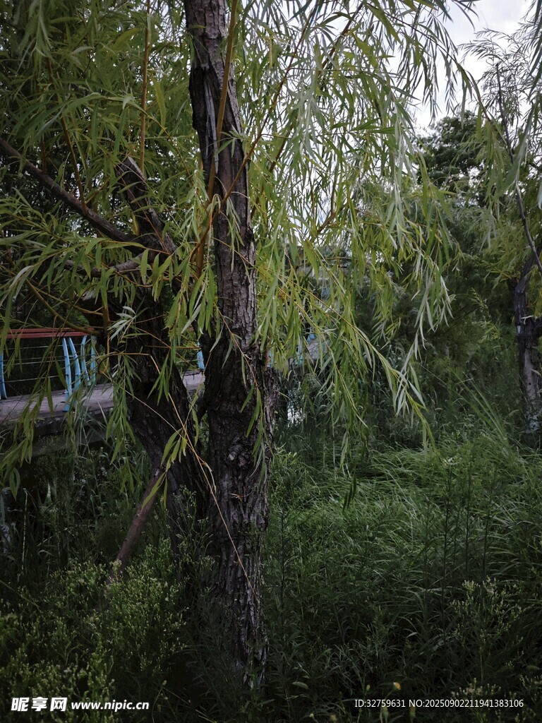 林间繁茂树木与绿植景观