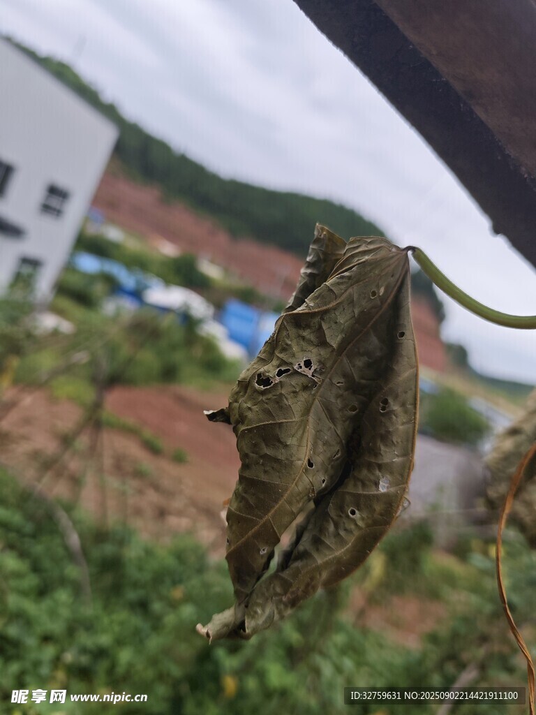 伪装枯叶的奇特昆虫