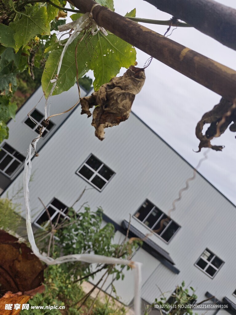 屋檐下的蜘蛛与蛛网
