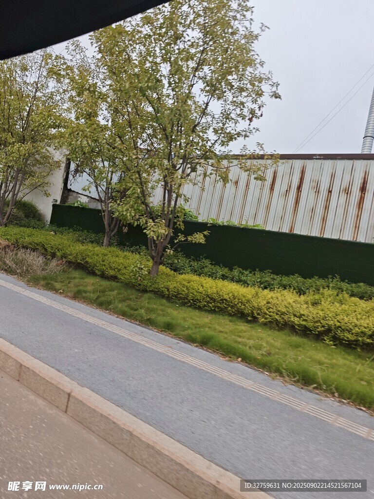 路边绿植景观