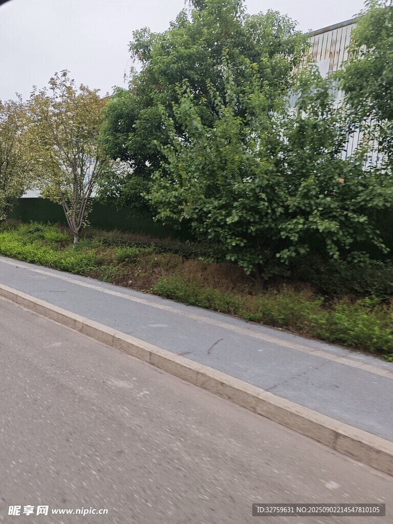 路边绿树成荫的宁静景象