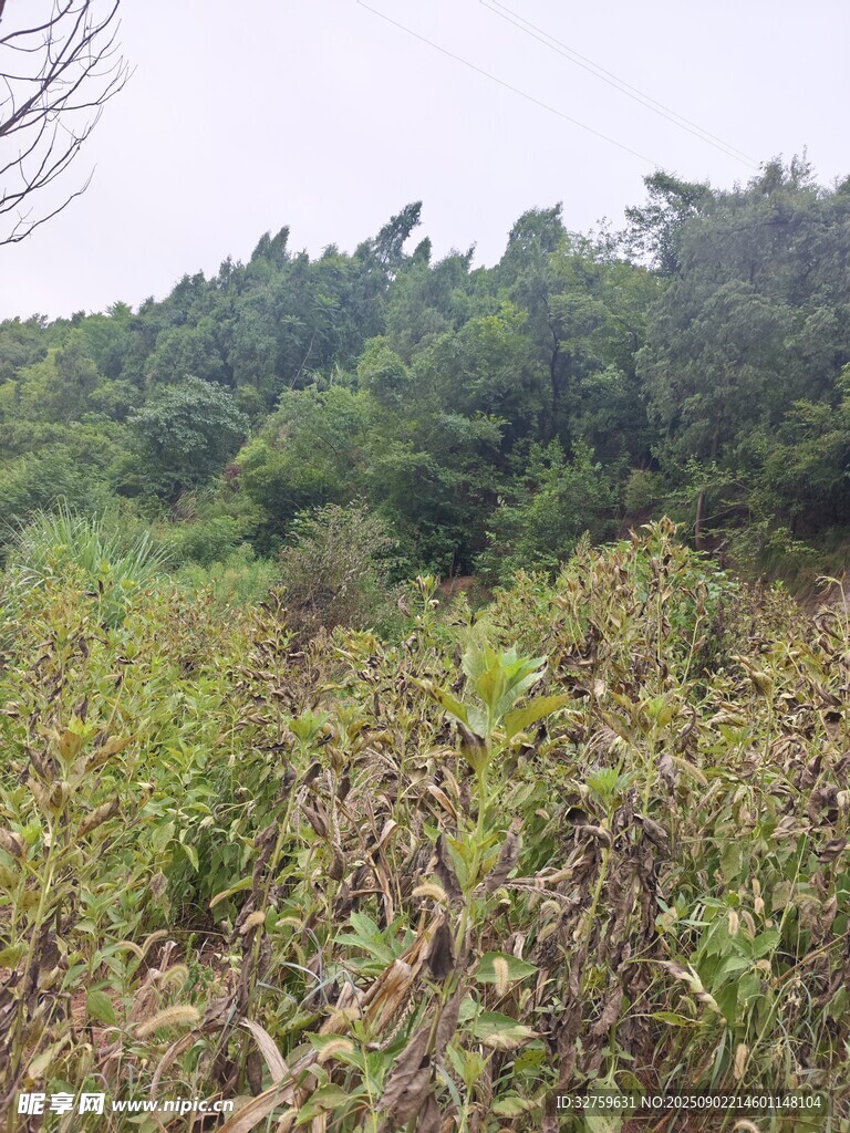 野外繁茂的绿植景观