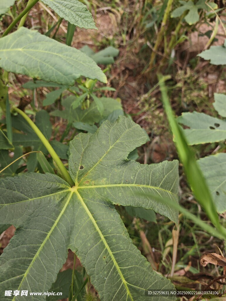 野外生长的大叶片植物