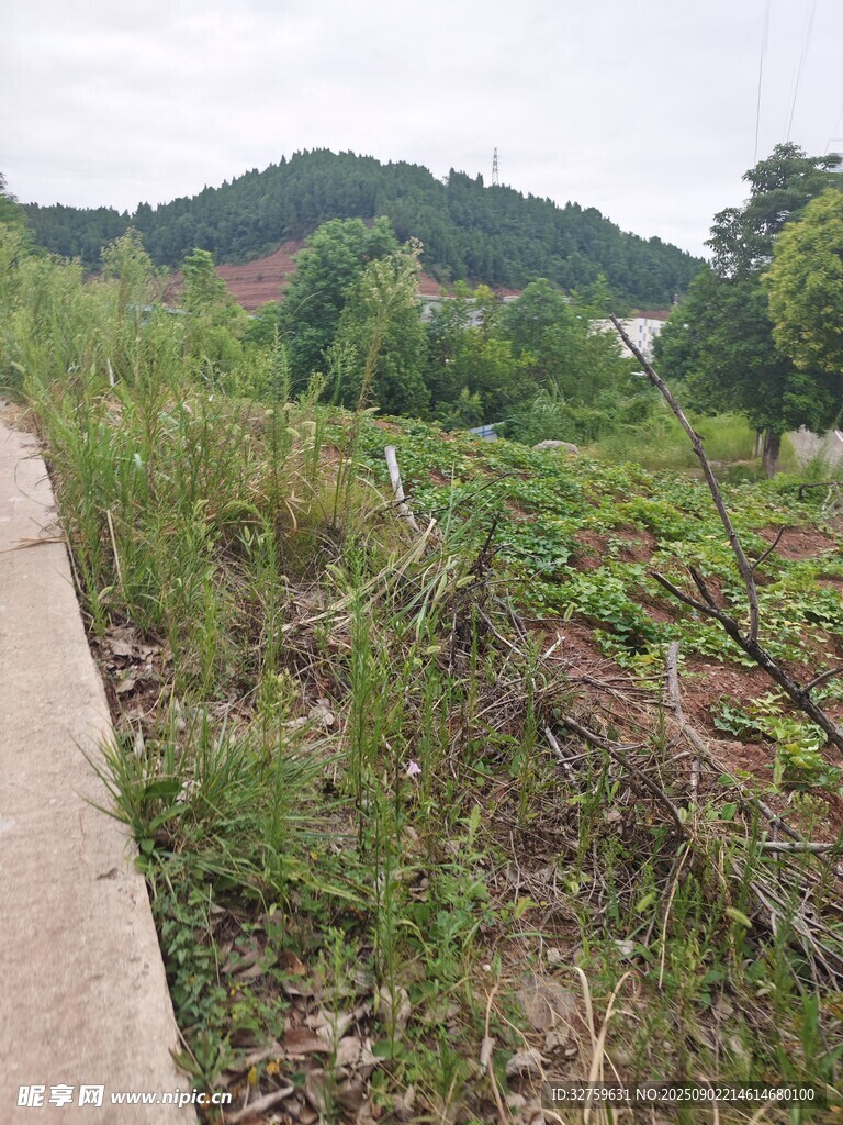 乡村路边的繁茂植被