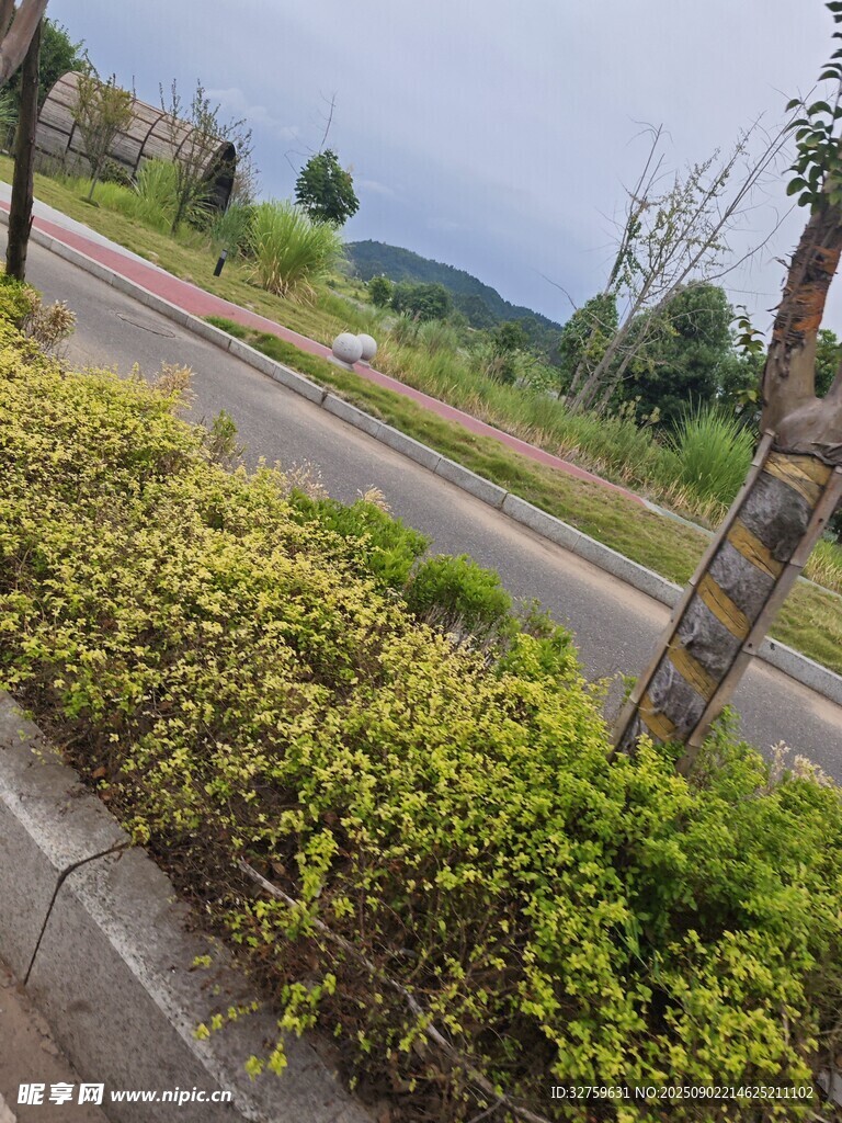 路边绿植景观