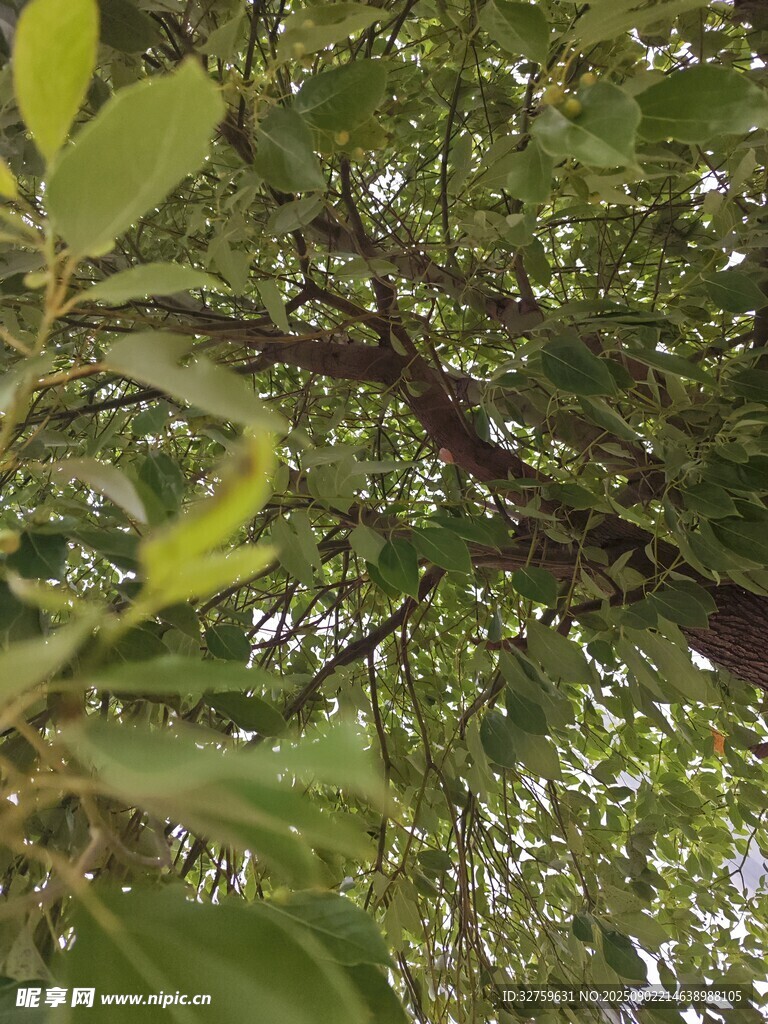 繁茂枝叶间的绿意景致