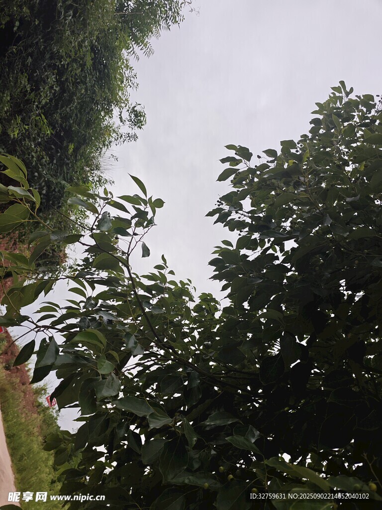 绿树成荫的户外景致