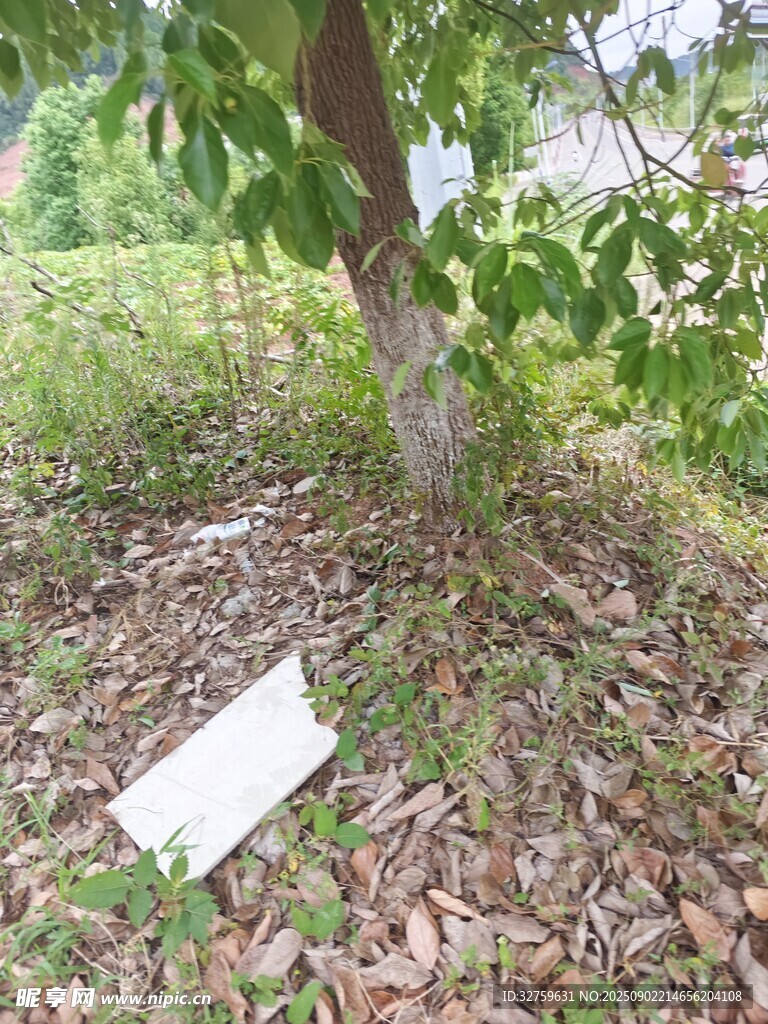 树下草地中的白色物件