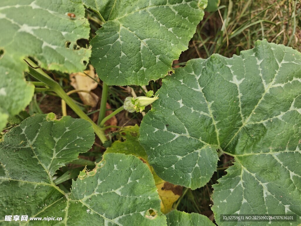 绿叶葱茏的南瓜植株