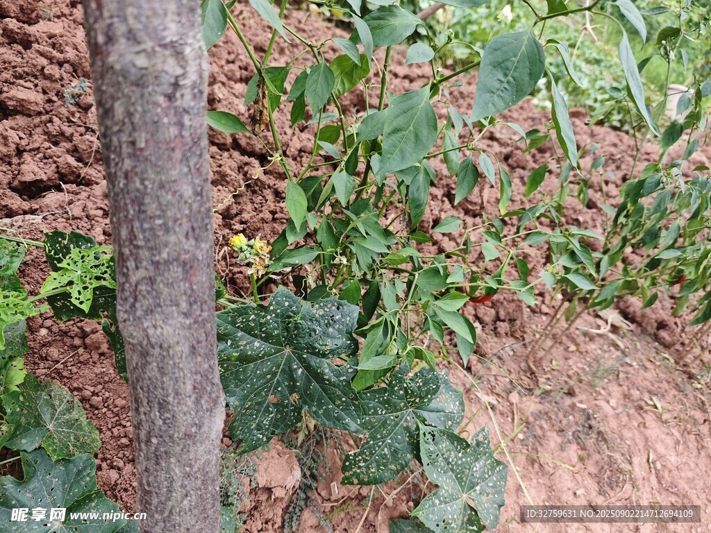 树干旁的绿色植物