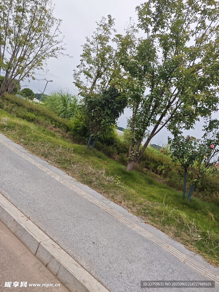 路边绿树成荫的景致