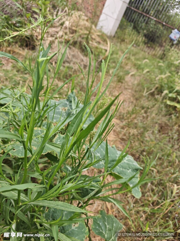 野外生长的绿色植物