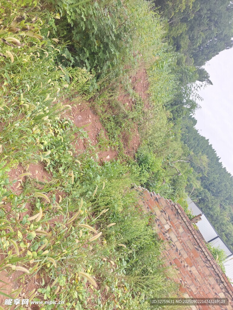 户外草地与绿植景观