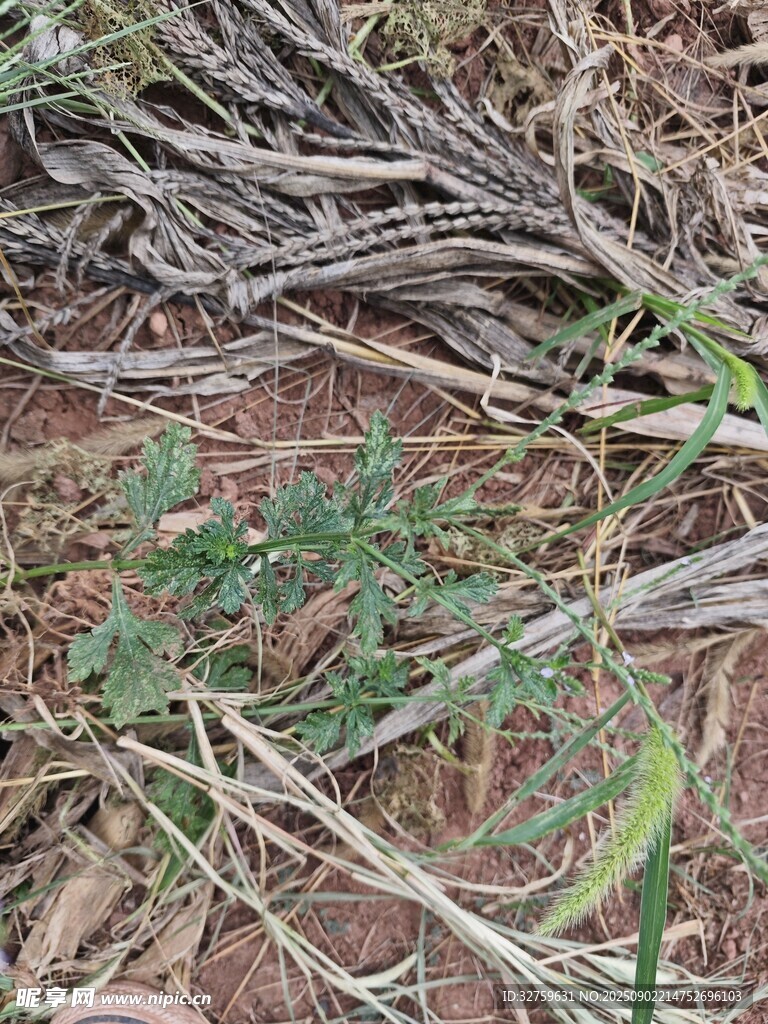 地面杂乱的枯枝与绿植