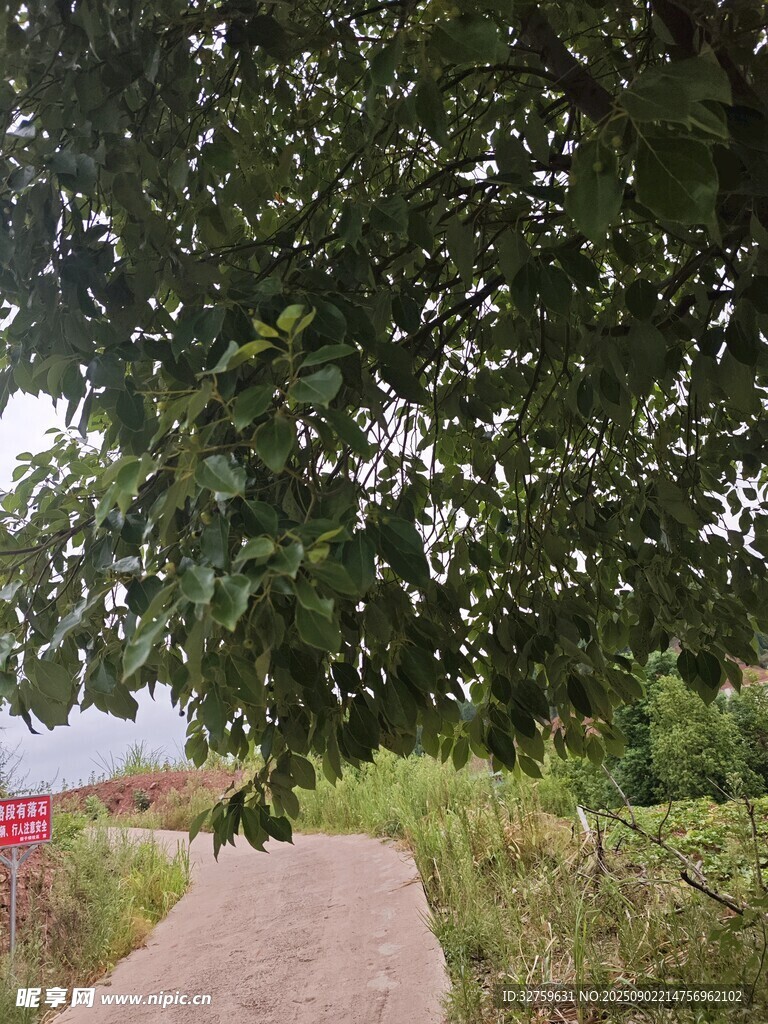 树下小径的静谧自然景致