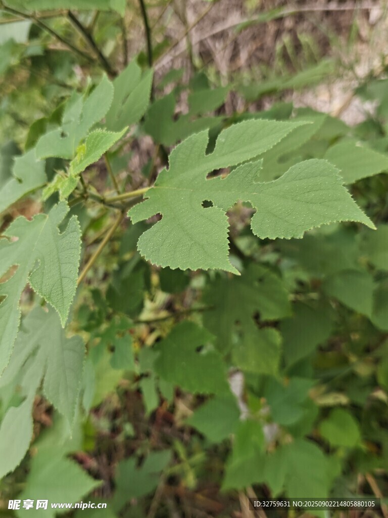绿叶繁茂的植物枝叶