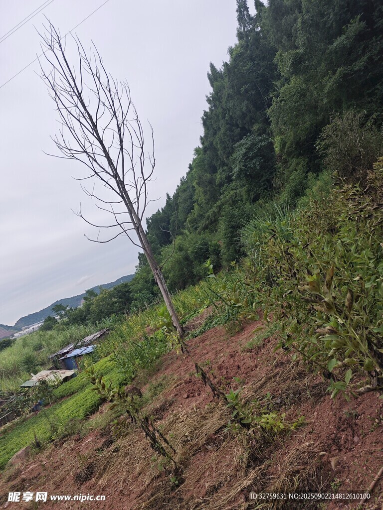 山坡上的光秃树木与绿植