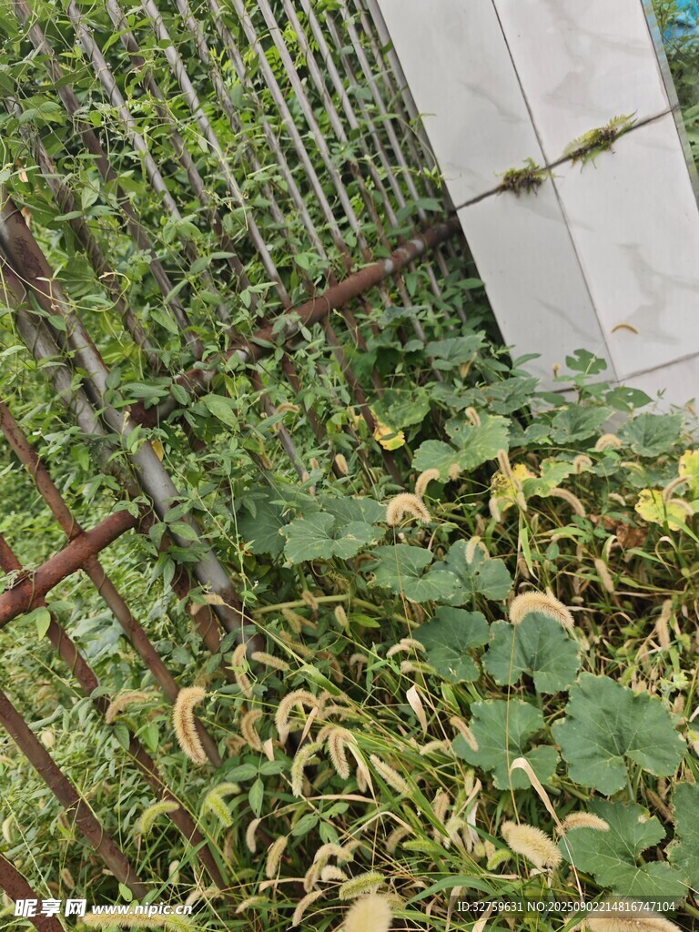 围栏边繁茂的绿色植物