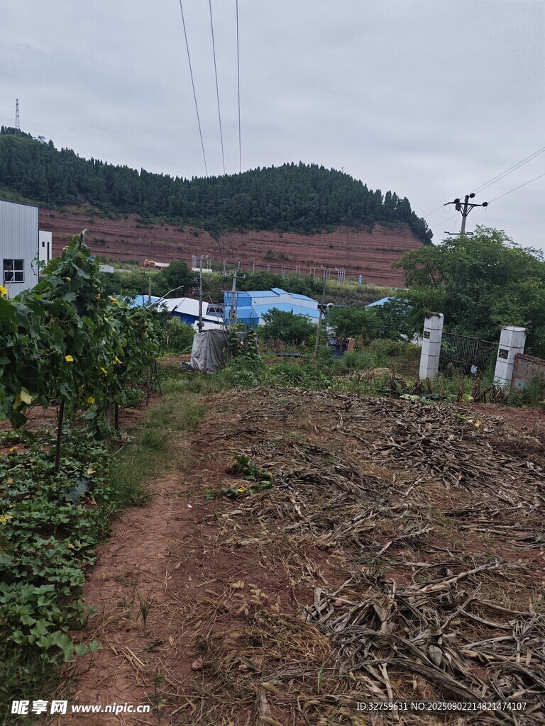 乡村小径旁的田园景象