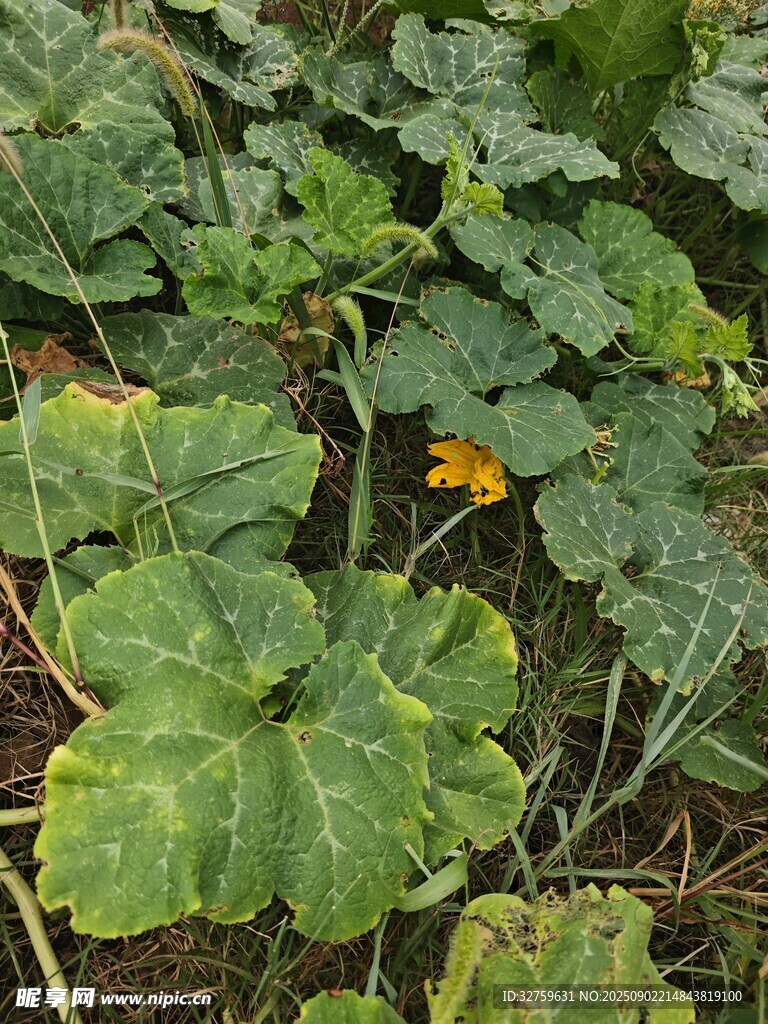 南瓜植株与花朵特写