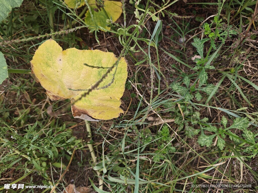 地上的黄色心形叶片