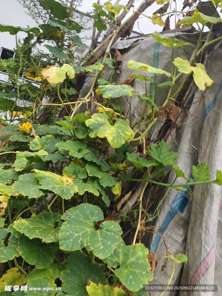 藤蔓植物攀爬在围栏上