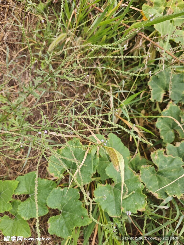 地面上的绿色植物与杂草