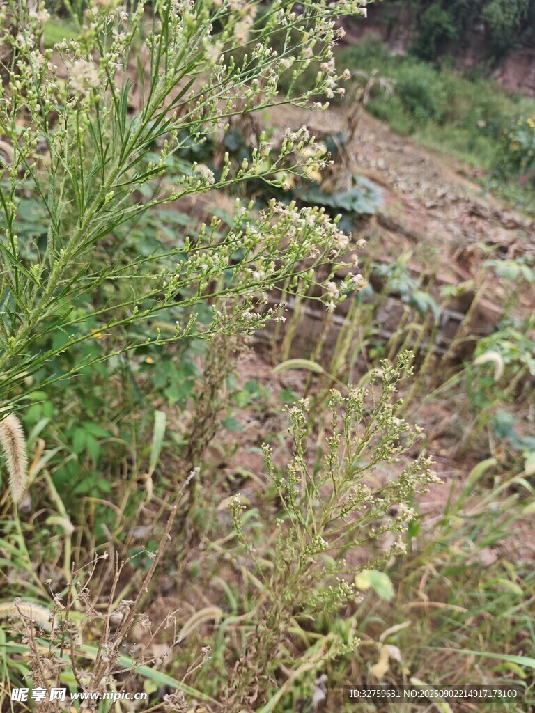 野外杂草丛生的自然景象