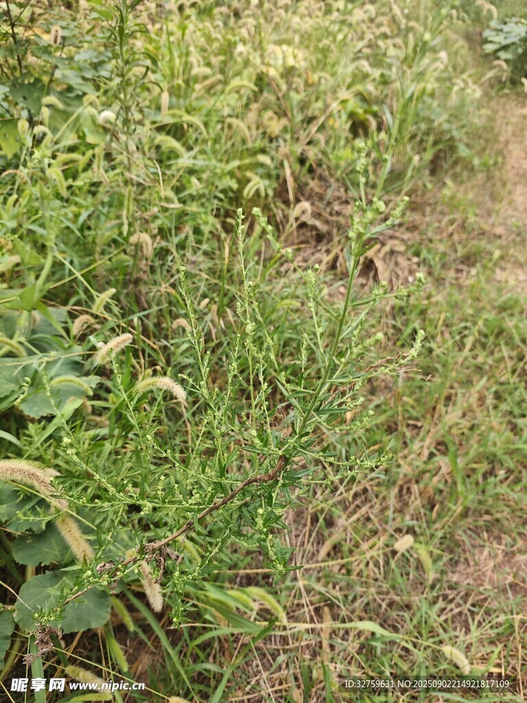 野外草地景象