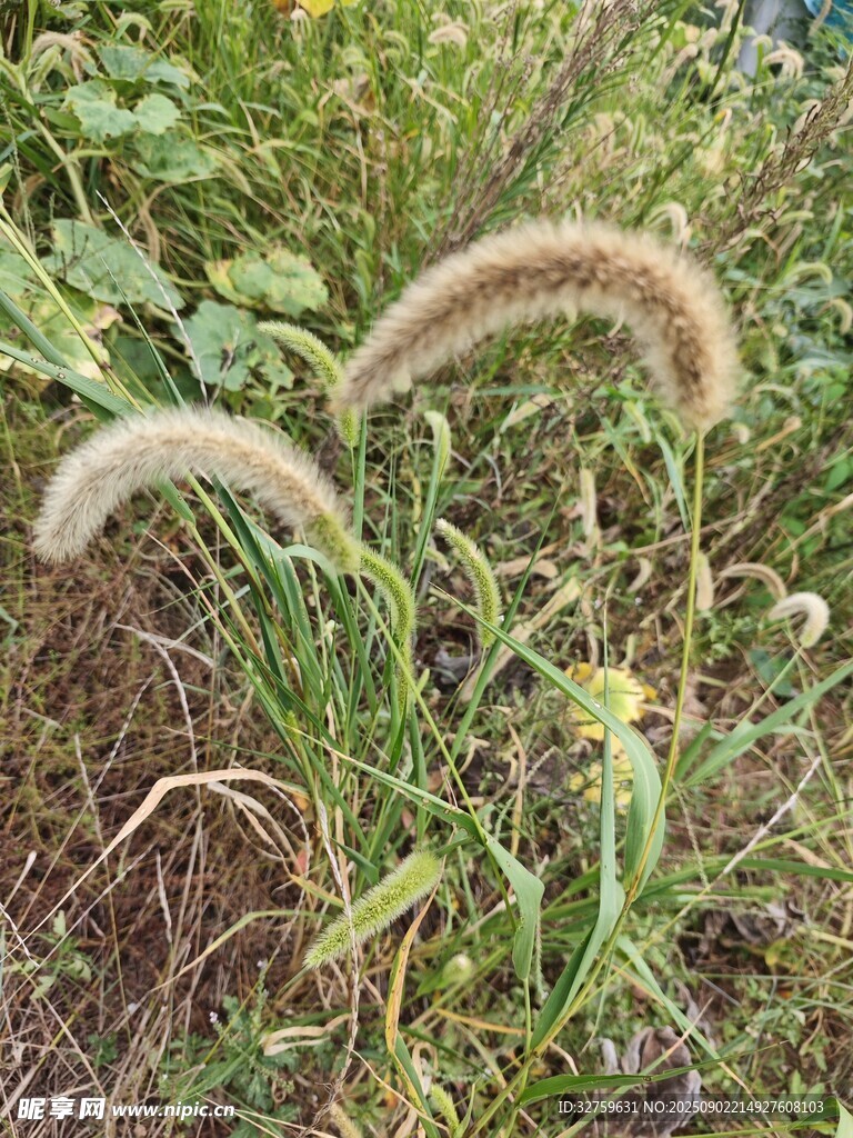 田野中的狗尾巴草