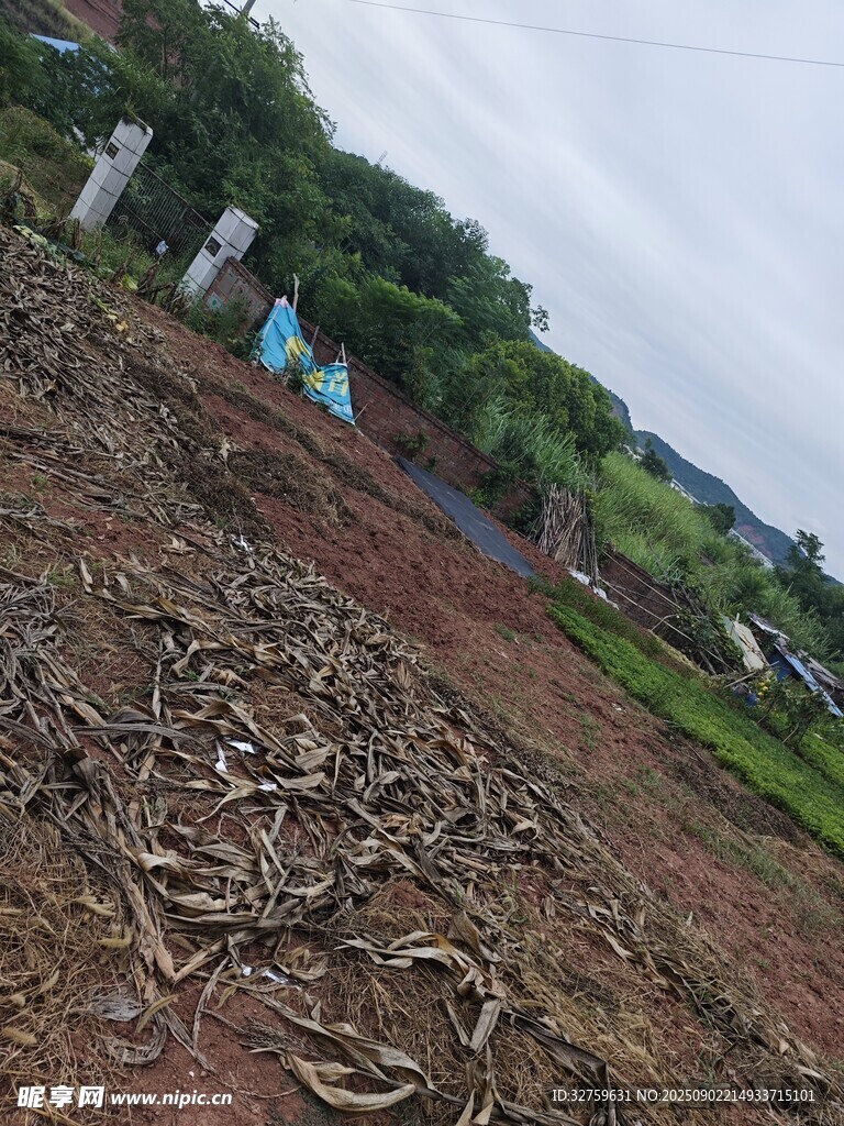 荒地中的杂乱枯木场景