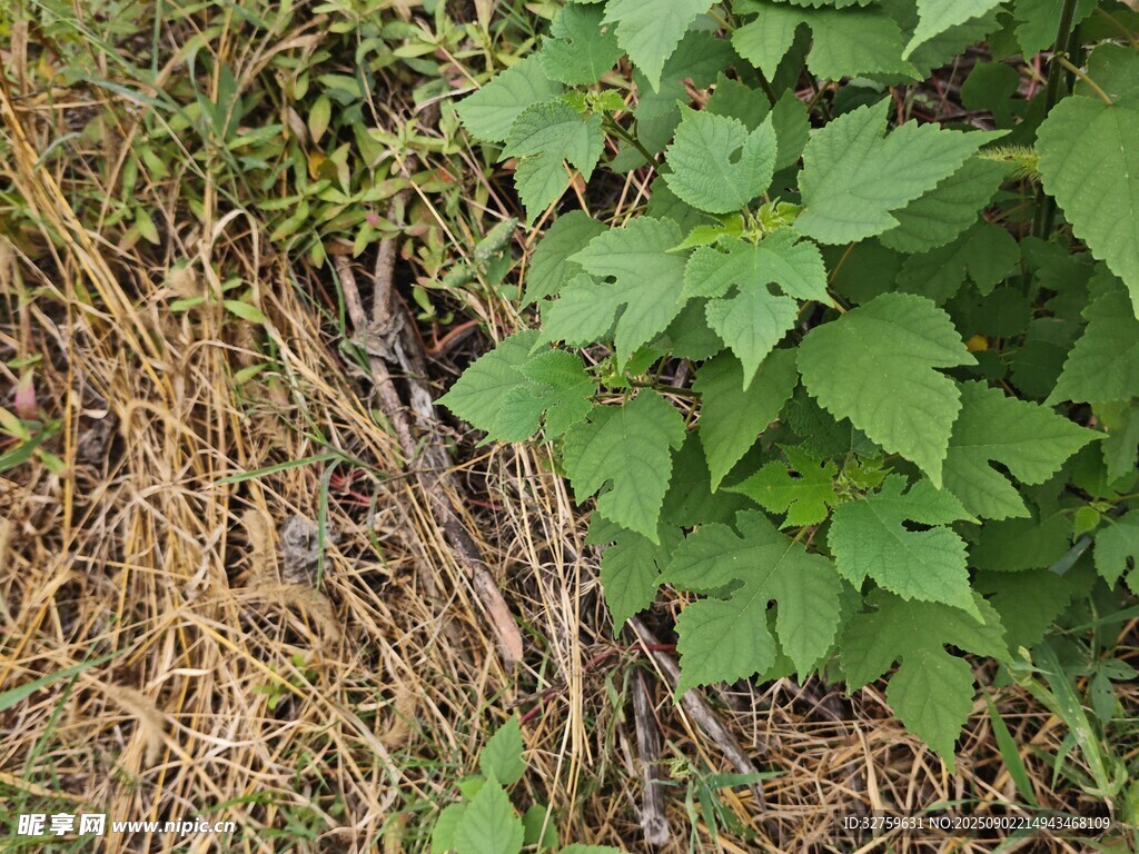 草丛中的绿植与枯草