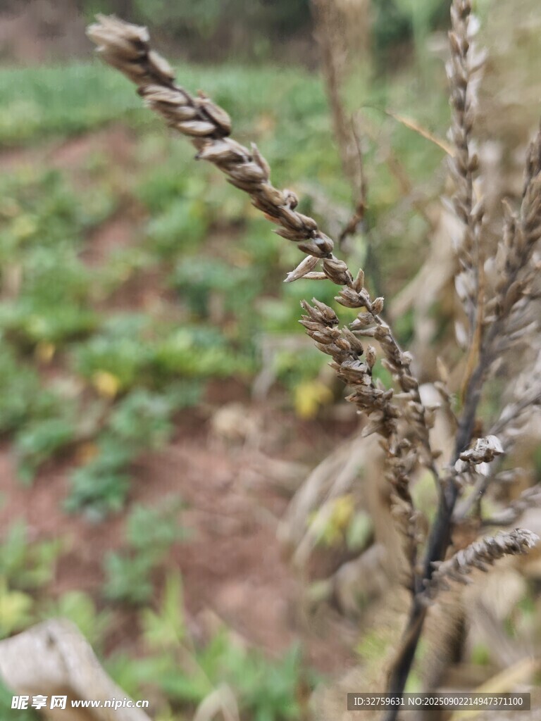 干枯植物枝特写