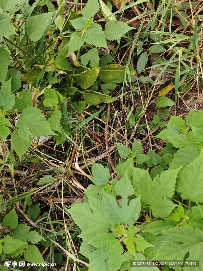 繁茂的绿色植物景观