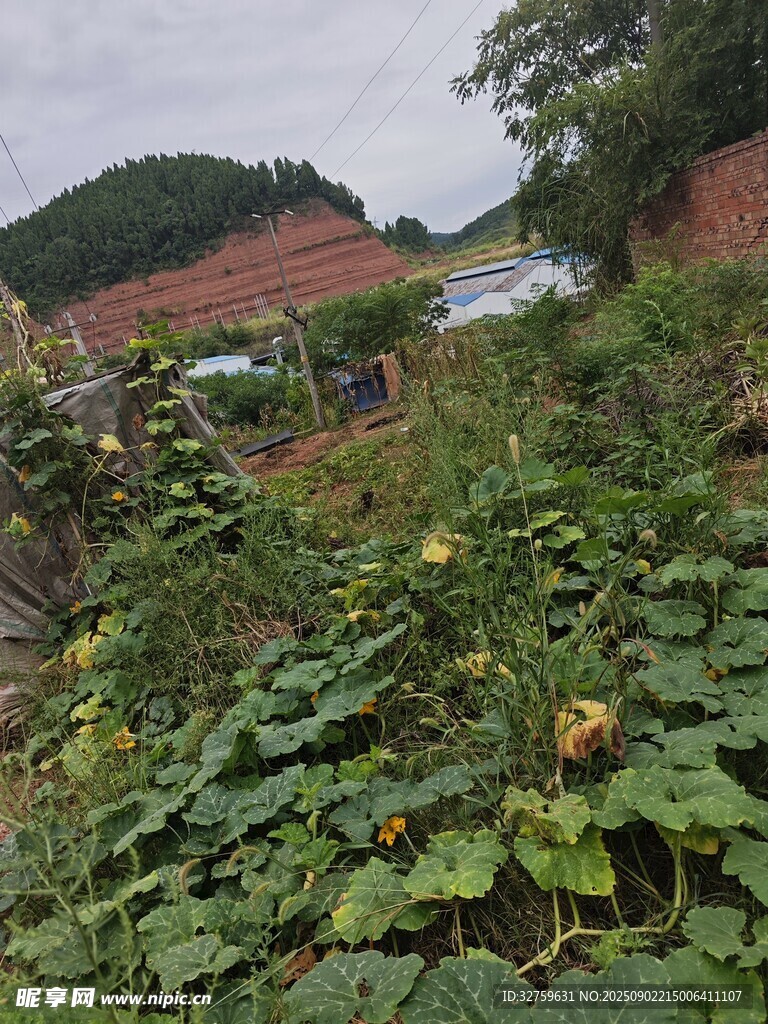 乡村菜园里的繁茂植物