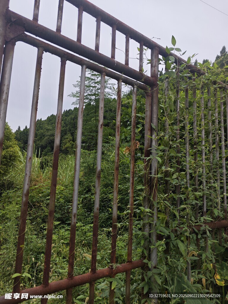 生锈铁门旁的繁茂绿植