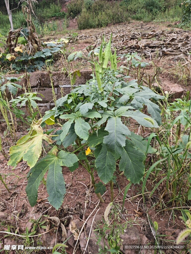 田间生长的茂盛绿色植物