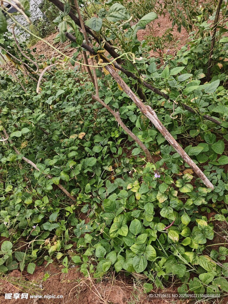 繁茂绿植与交错枝干