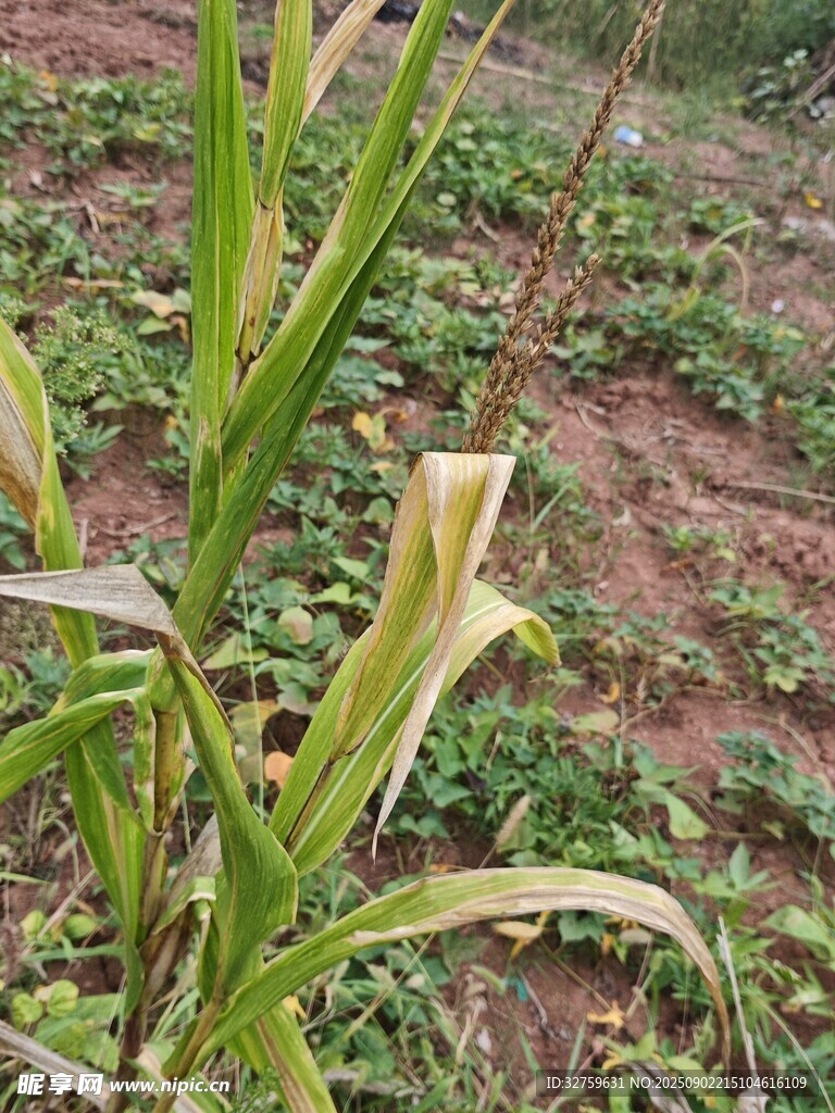 田间嫩绿玉米植株