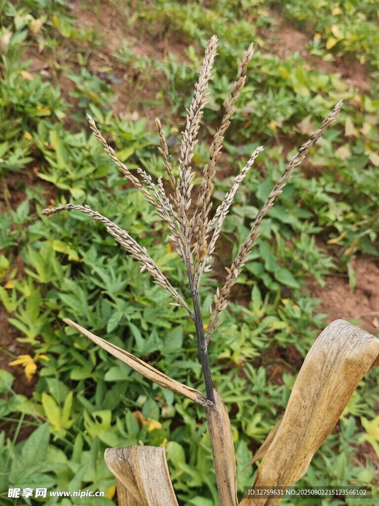 枯萎植物与周边绿植对比