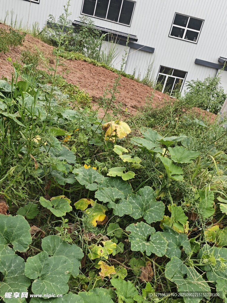 庭院中的蓬勃蔬菜植物