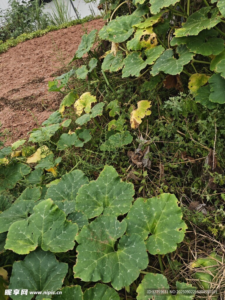 绿叶黄花的蓬勃植物