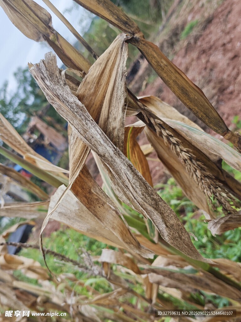 干枯玉米秸秆特写