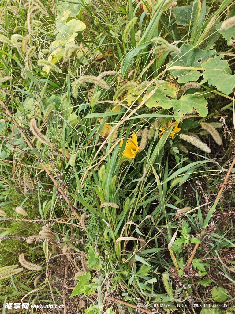 草丛中的黄色小花