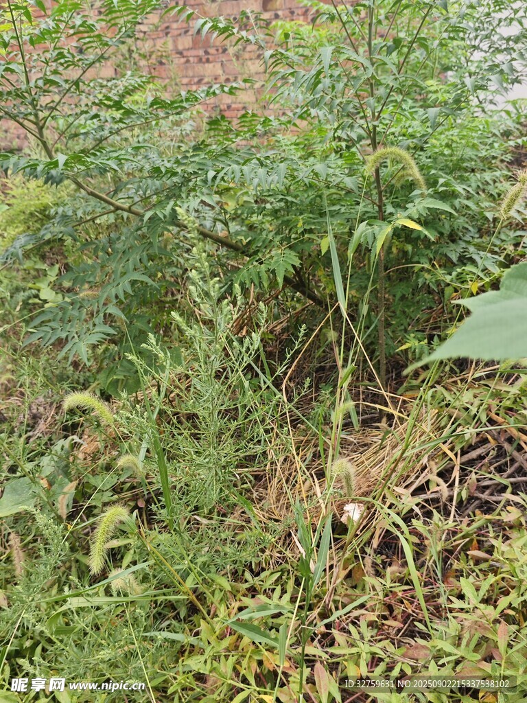 野外繁茂的绿色植物景观