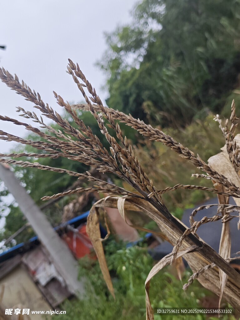 干枯植物近景
