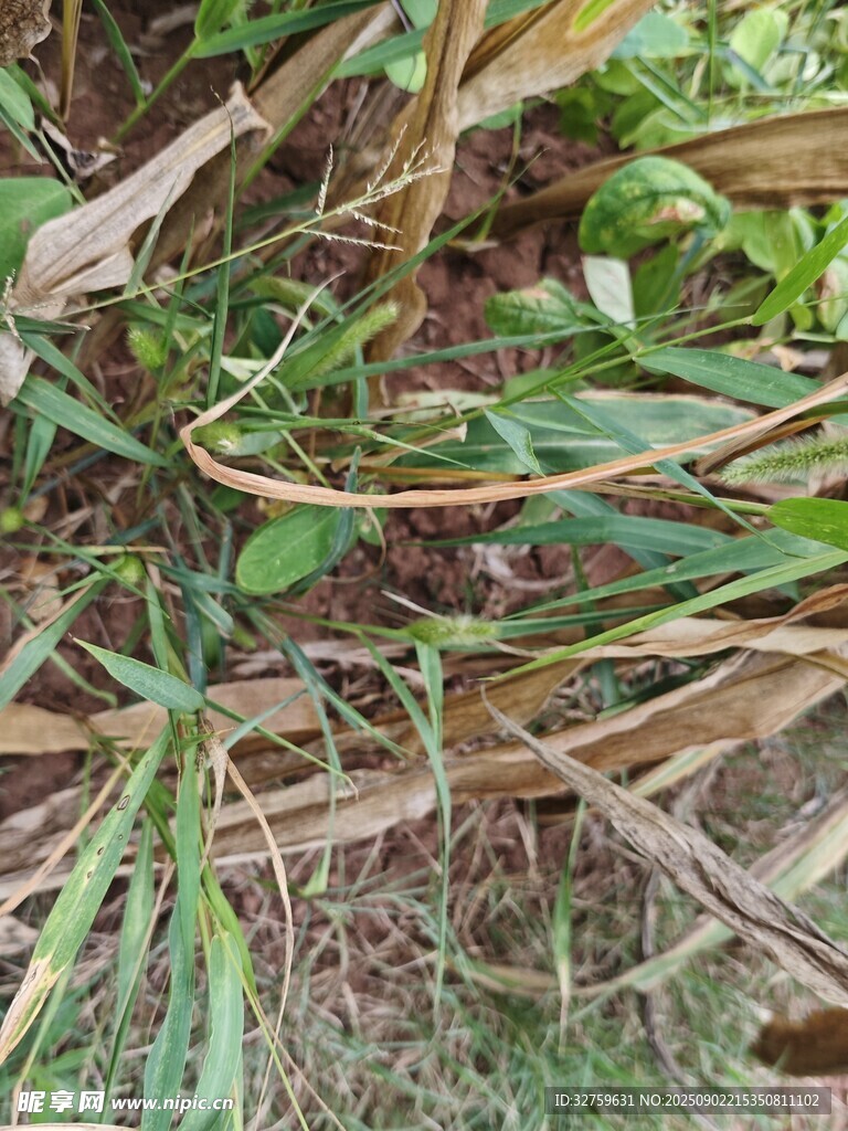 地面上的繁茂植物