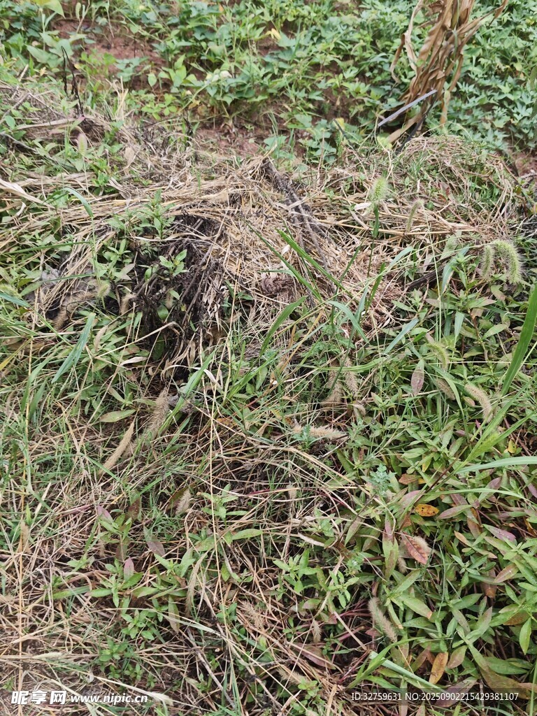 地面草丛中的小洞穴