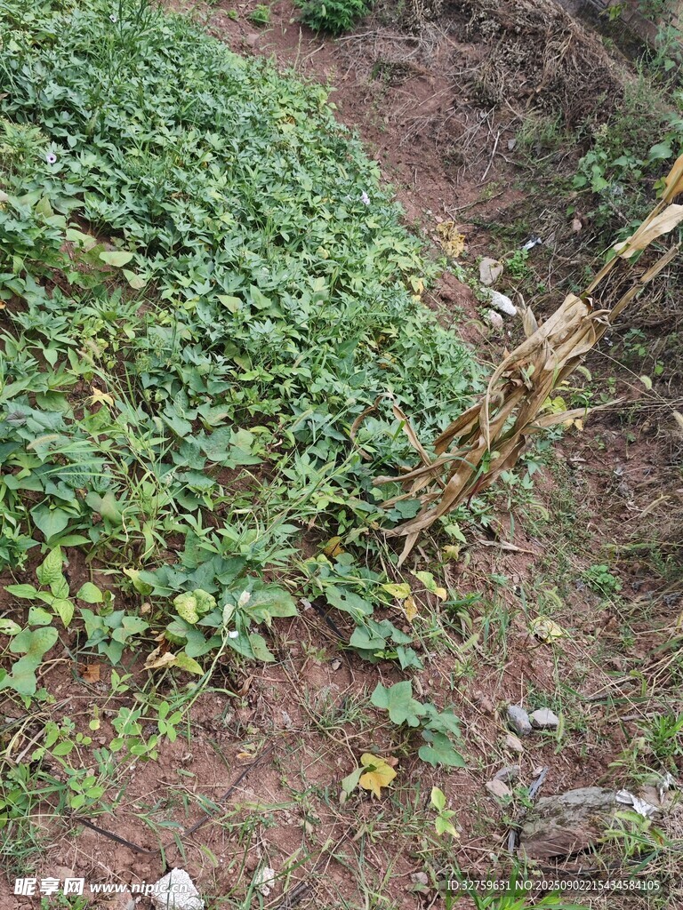 田间绿植与小径景象