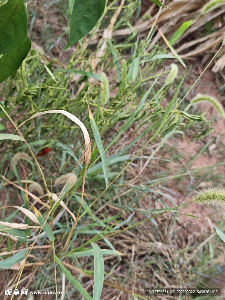 野外丛生的绿色杂草